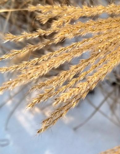 ������ ������� 