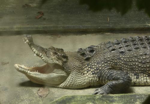 � ������������ 