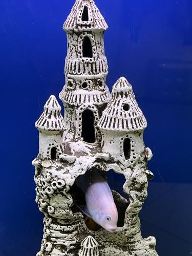 ��� ������ ����� 