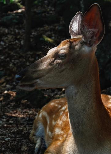 ������� �����