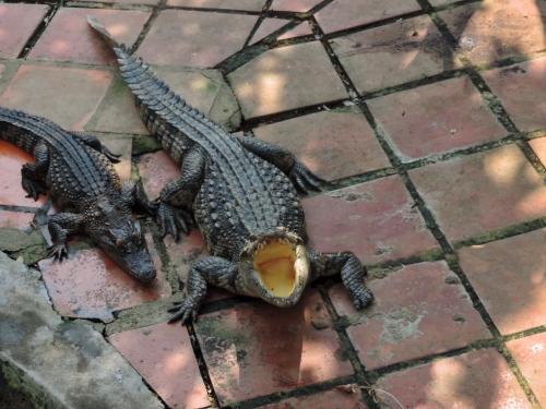 ������� ���� ���������