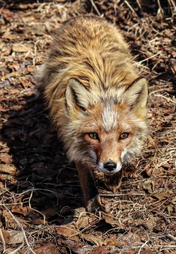 ��������� ������� 