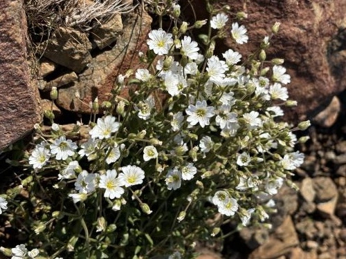 ������ �����