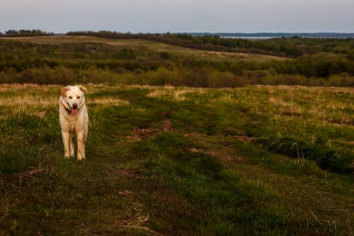 � �������� 