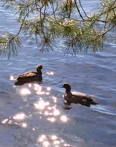 ������ ���������