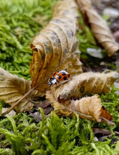 � ��������