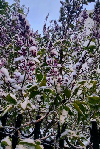 ������� �������� 