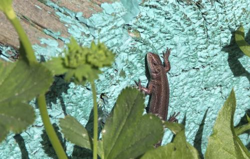 ����������� �������