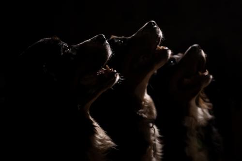 ����� �����