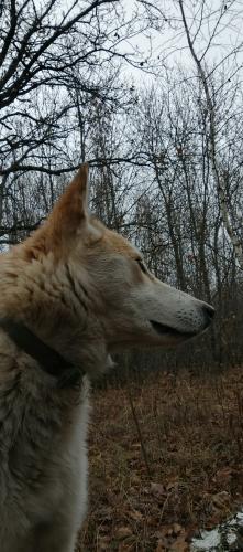 � �������