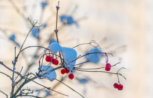 ������ ������