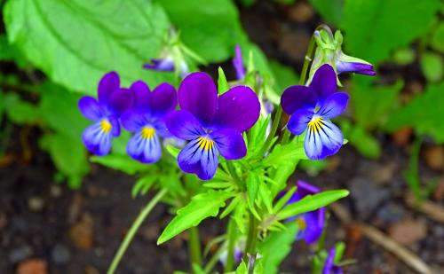 ����� ����