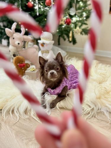 ���� �����