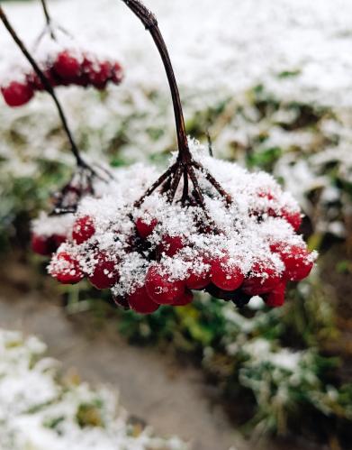 ������ ����