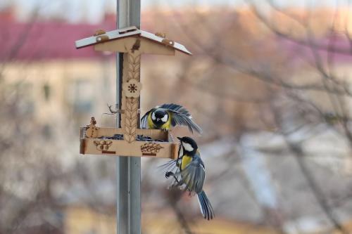 �� �����. 