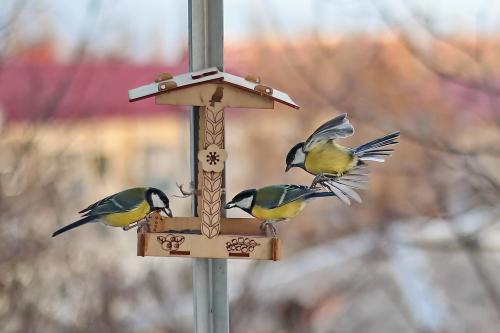 � �������� �� �����. 