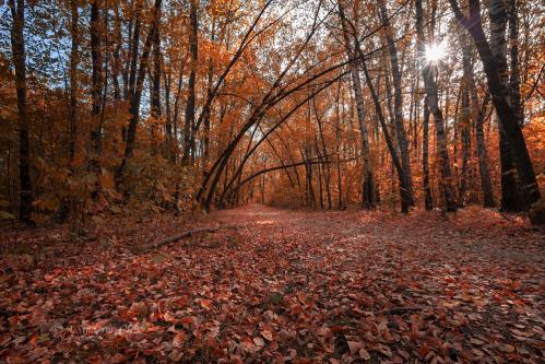 ������� �������