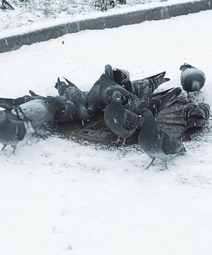 �� �������