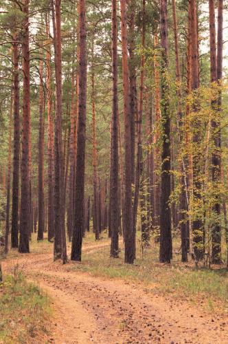 � ������� ���� 