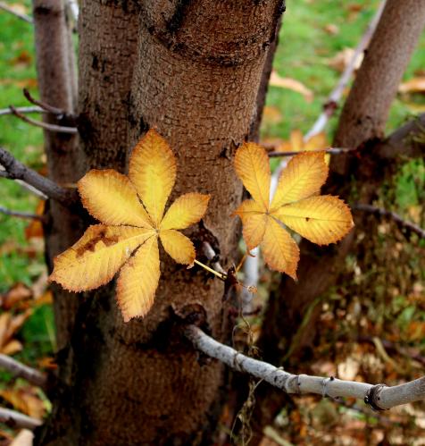 ��� �������