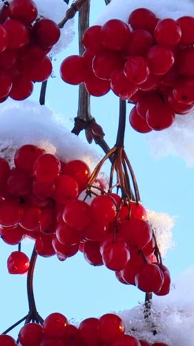 ������ �������