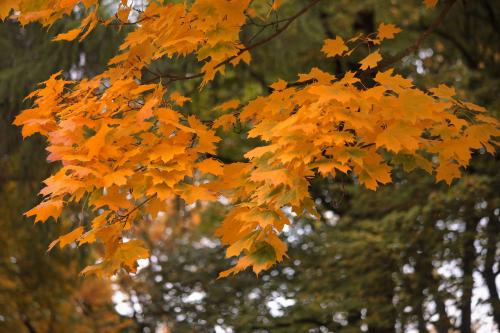 ������� ���. 