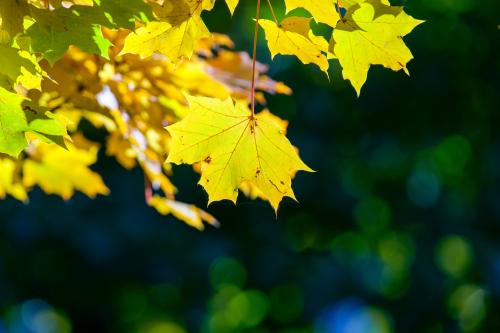 �������� ���� &amp;#65533; 