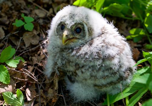 ��������� ������������� �������