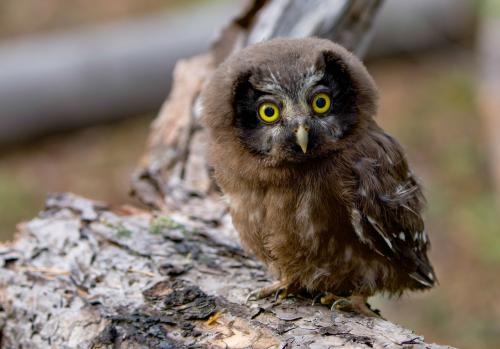 ���������� �����