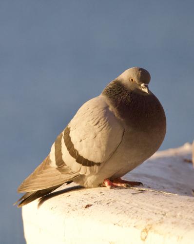 ������ ������