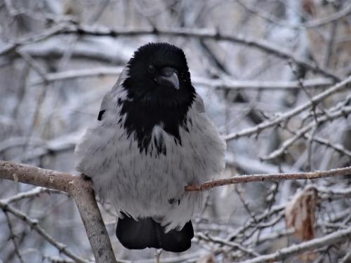 ���� - ������