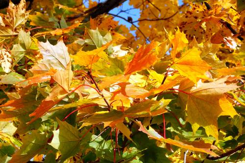 ������ ����� .