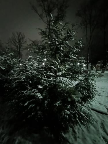 �����, ����