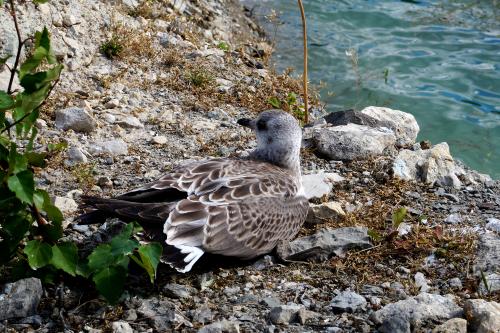 ��������  ����� 