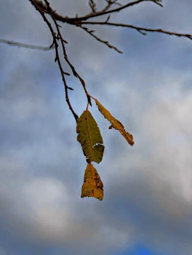 ��������� ������� �����