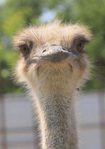 ������ (���� �� �������)