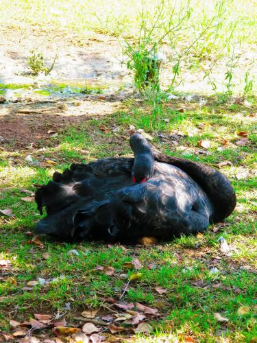 ������ ������