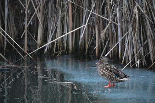 ������ ����