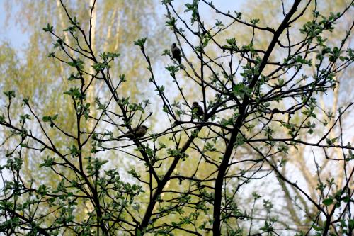 �������, ����� ������...