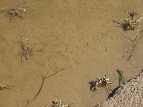 ������� ���