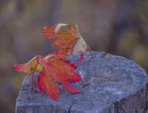 ������� ���������