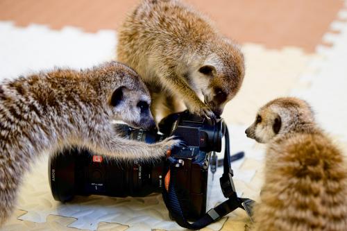 ������ ����������� 