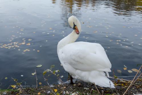 ������ ��������