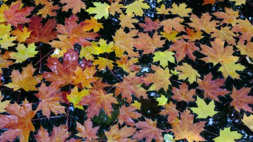 ������ ����� 