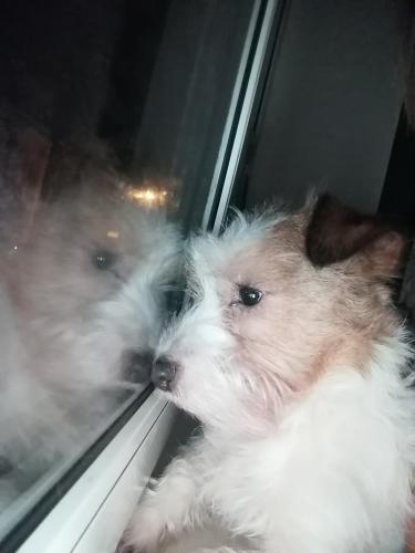 ��������� ���