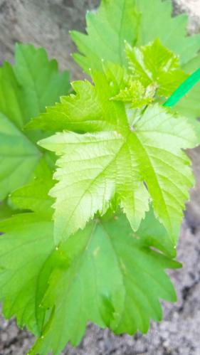 ����������� �������� 