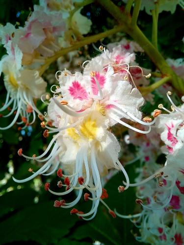 ������ ������