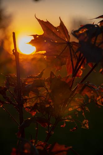 ����� ����