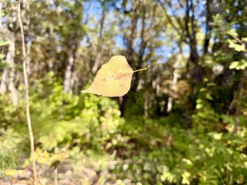 ���� �����