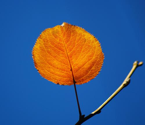 ��������� ����